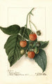 Rubus Golden Queen - Ellen Isham Schutt — Ansicht des Kunstwerks