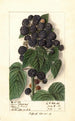 Rubus Hoosier Black Cap - Ellen Isham Schutt — Ansicht des Kunstwerks