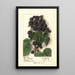 Rubus Hoosier Black Cap - Ellen Isham Schutt — gerahmtes Bild an der Wand