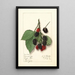 Rubus Minnervaski - Ellen Isham Schutt — gerahmtes Bild an der Wand