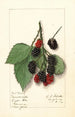 Rubus Minnervaski - Ellen Isham Schutt — Ansicht des Kunstwerks