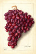 Vitis Ajun - Ellen Isham Schutt — Ansicht des Kunstwerks