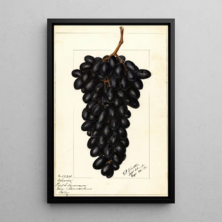 Ellen Isham Schutt - Vitis Askarie.webp