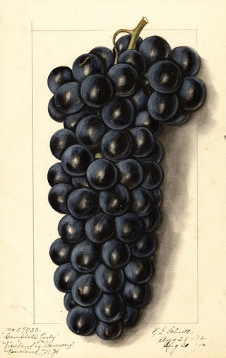 Ellen Isham Schutt - Vitis Campbells Early.webp