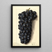 Vitis Campbells Early - Ellen Isham Schutt — gerahmtes Bild an der Wand