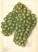 Vitis Golden Queen - Ellen Isham Schutt — Ansicht des Kunstwerks