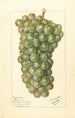 Vitis Palarusa - Ellen Isham Schutt — Ansicht des Kunstwerks