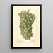 Vitis Palarusa - Ellen Isham Schutt — gerahmtes Bild an der Wand