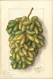Vitis Pizzutella - Ellen Isham Schutt — Ansicht des Kunstwerks