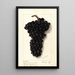 Vitis Syrah de l'Hermitage - Ellen Isham Schutt — gerahmtes Bild an der Wand