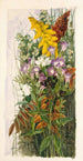 Wildblumen - Ellen Robbins — Ansicht des Kunstwerks