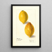 Citrus limon - Elsie E. Lower — gerahmtes Bild an der Wand