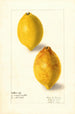 Citrus limon - Elsie E. Lower — Ansicht des Kunstwerks