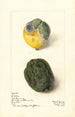 Citrus limon Lissabon - Elsie E. Lower — Ansicht des Kunstwerks