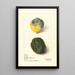 Citrus limon Lissabon - Elsie E. Lower — gerahmtes Bild an der Wand