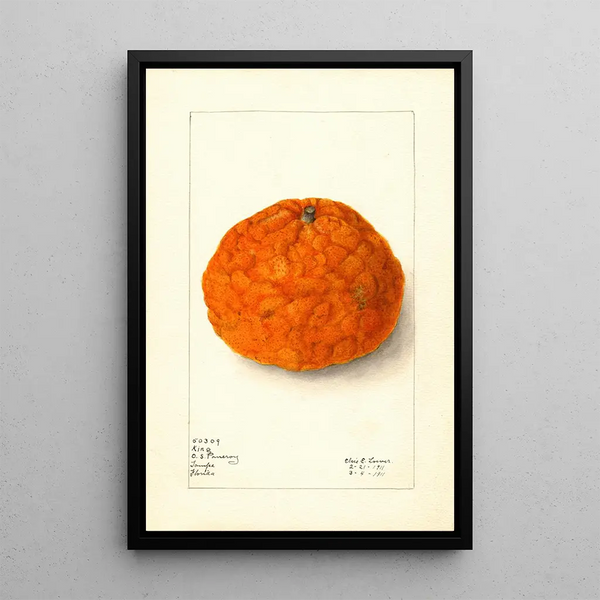 Elsie E Lower - Citrus nobilis King.webp