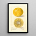 Citrus paradisi Florida Improved - Elsie E. Lower — gerahmtes Bild an der Wand