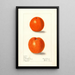 Citrus sinensis Canton - Elsie E. Lower — gerahmtes Bild an der Wand
