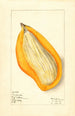 Mangifera indica Sandersha - Elsie E. Lower — Ansicht des Kunstwerks