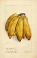 Musa Ciento en Boca - Elsie E. Lower — Ansicht des Kunstwerks