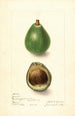 Elsie E. Lower — Ansicht des Kunstwerks