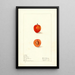 Prunus domestica First - Elsie E. Lower — gerahmtes Bild an der Wand