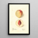 Prunus persica Lord Palmerston - Elsie E. Lower — gerahmtes Bild an der Wand