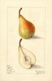 Pyrus communis Giffard - Elsie E. Lower — Ansicht des Kunstwerks