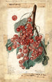 Diplômé de Ribes - Elsie E. Lower — Ansicht des Kunstwerks