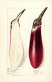 Solanum melongena Chinesische Aubergine - Elsie E. Lower — Ansicht des Kunstwerks