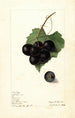 Vitis Mémoire - Elsie E. Lower — Ansicht des Kunstwerks
