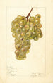 Vitis No - Elsie E. Lower — Ansicht des Kunstwerks