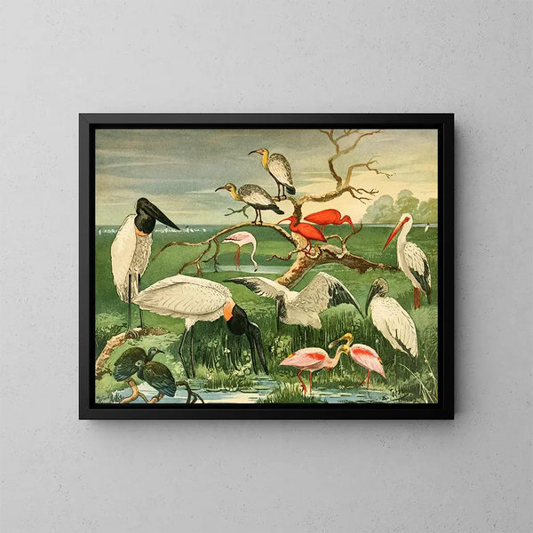 Störche mit Löffel-Schnabel - Emil August Göldi — gerahmtes Bild an der Wand