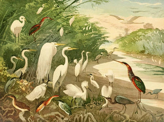 Emil August Gldi - Garas.webp