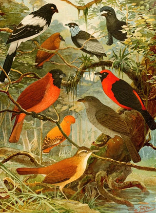 Emil August Gldi - Titinga Pipira Cricri loo de barro Gallo da serra Pavo do mato.webp