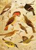 Viuvinha Lecre Ferreirinho - Emil August Göldi — Ansicht des Kunstwerks