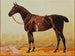Brauner Pferd in der Stallung mit Satteldecke - Emil Volkers — Ansicht des Kunstwerks