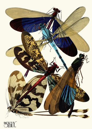 EmileAllain Sguy - Insectes Pl02.webp