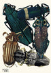 Insekten Pl05 - Émile-Allain Séguy — Ansicht des Kunstwerks