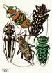 Insekten Pl15 - Émile-Allain Séguy — Ansicht des Kunstwerks
