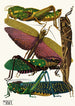 Insekten Pl18 - Émile-Allain Séguy — Ansicht des Kunstwerks