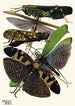Insekten Pl19 - Émile-Allain Séguy — Ansicht des Kunstwerks