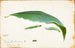 Chenille de Feuille de Hêtre Non Tachée, Studie für das Buch Concealing Coloration in the Animal Kingdom - Emma Beach Thayer — Ansicht des Kunstwerks