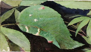 Emma Beach Thayer - White Birch Leaf Edge Caterpillar.webp