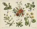 Blumen der Felder - Emrik Binger — Ansicht des Kunstwerks
