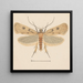Entomologie Aquarell Pl133 - George Hudson — gerahmtes Bild an der Wand