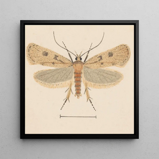 Entomologie aquarelle Pl133 - George Hudson