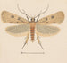 Entomologie Aquarell Pl133 - George Hudson — Ansicht des Kunstwerks