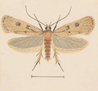 Entomologie aquarelle Pl133 - George Hudson