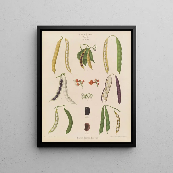 Haricots coureurs grands haricots - Ernst Benary — gerahmtes Bild an der Wand